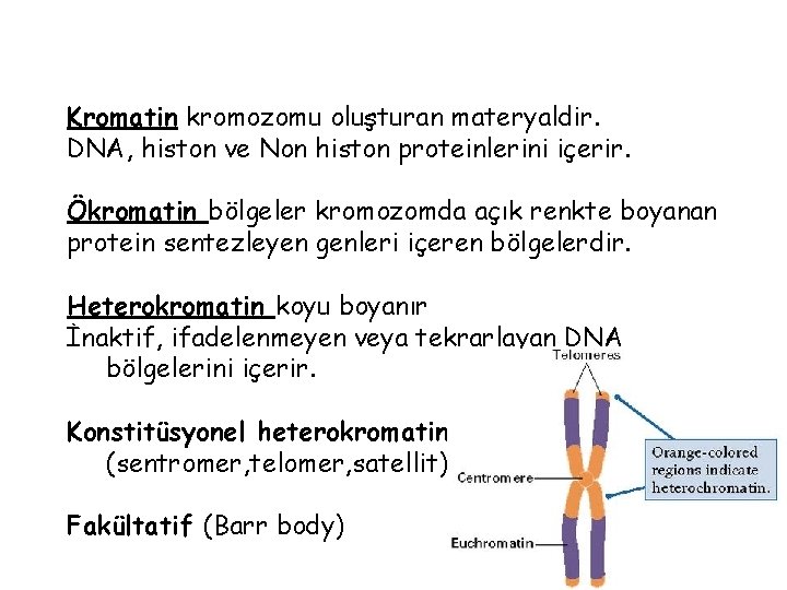 Kromatin kromozomu oluşturan materyaldir. DNA, histon ve Non histon proteinlerini içerir. Ökromatin bölgeler kromozomda