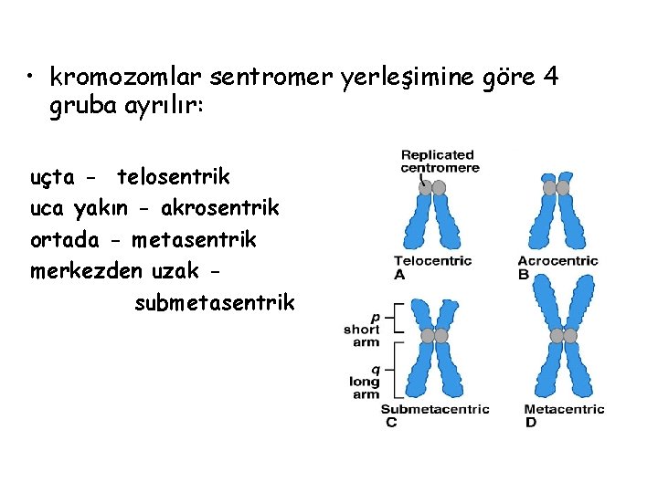  • kromozomlar sentromer yerleşimine göre 4 gruba ayrılır: uçta - telosentrik uca yakın