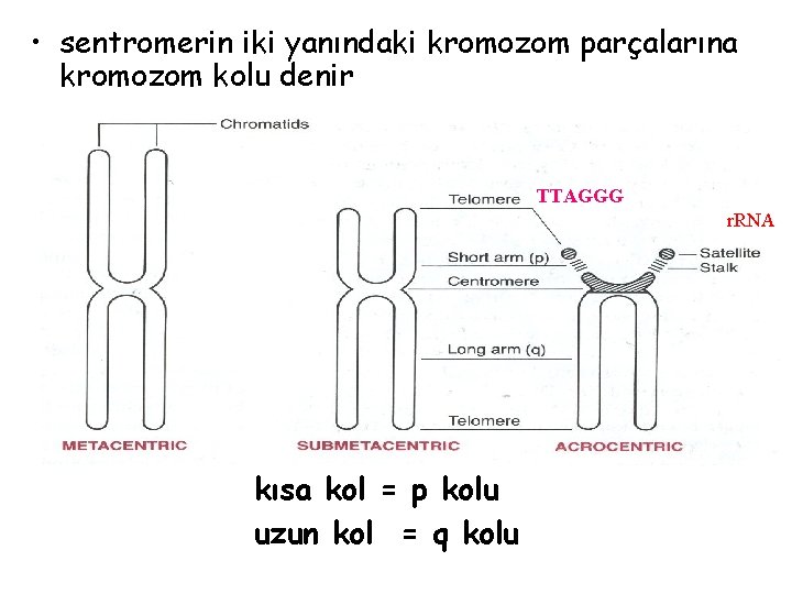  • sentromerin iki yanındaki kromozom parçalarına kromozom kolu denir TTAGGG r. RNA kısa