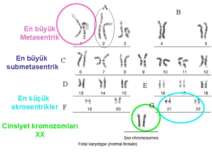 A B En büyük Metasentrik En büyük C submetasentrik D En küçük akrosentrikler F