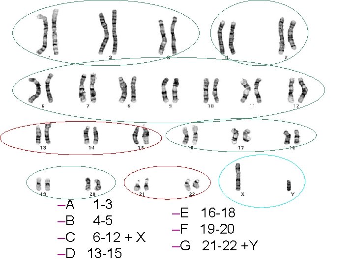 –A 1 -3 –B 4 -5 –C 6 -12 + X –D 13 -15