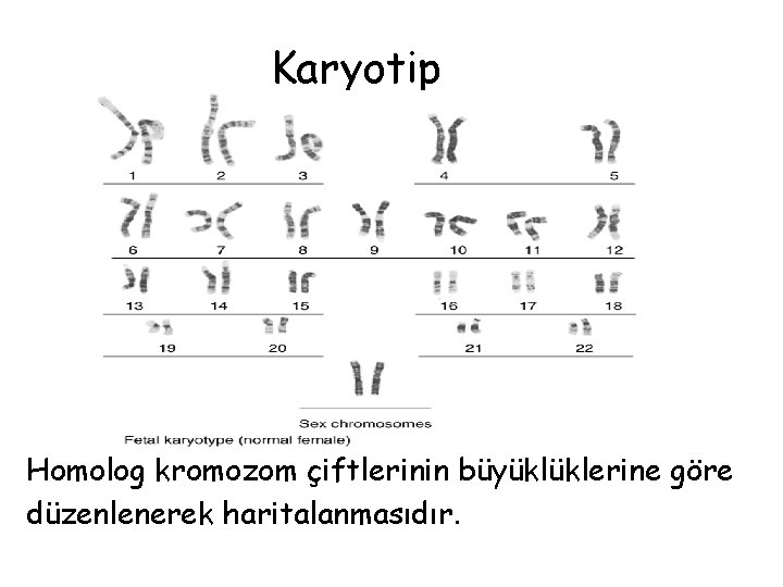 Karyotip Homolog kromozom çiftlerinin büyüklüklerine göre düzenlenerek haritalanmasıdır. 