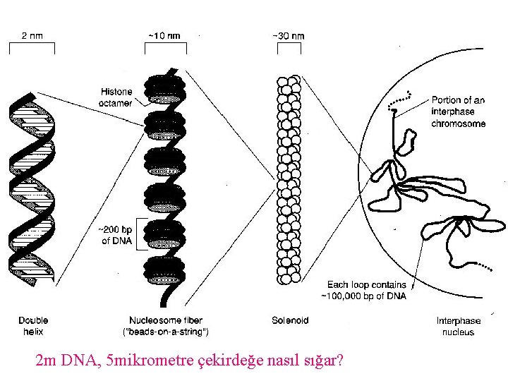 2 m DNA, 5 mikrometre çekirdeğe nasıl sığar? 