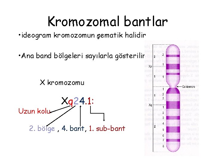 Kromozomal bantlar • ideogram kromozomun şematik halidir • Ana band bölgeleri sayılarla gösterilir X