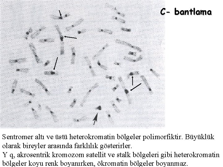 C- bantlama Sentromer altı ve üstü heterokromatin bölgeler polimorfiktir. Büyüklük olarak bireyler arasında farklılık