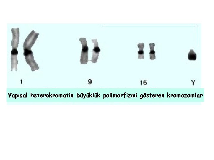 Yapısal heterokromatin büyüklük polimorfizmi gösteren kromozomlar 