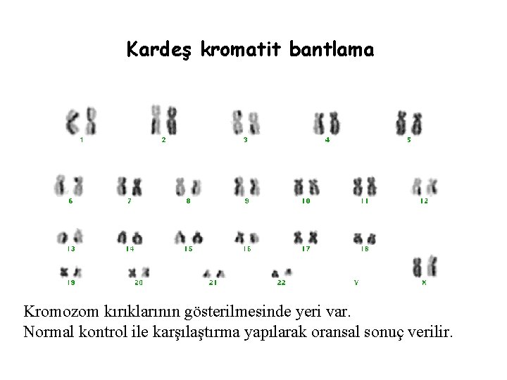 Kardeş kromatit bantlama Kromozom kırıklarının gösterilmesinde yeri var. Normal kontrol ile karşılaştırma yapılarak oransal