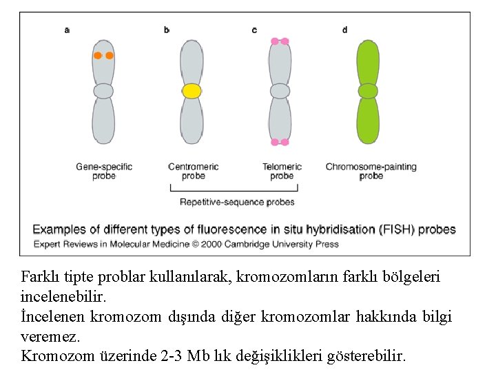 Farklı tipte problar kullanılarak, kromozomların farklı bölgeleri incelenebilir. İncelenen kromozom dışında diğer kromozomlar hakkında Farklı tipte problar kullanılarak, kromozomların farklı bölgeleri incelenebilir. İncelenen kromozom dışında diğer kromozomlar hakkında