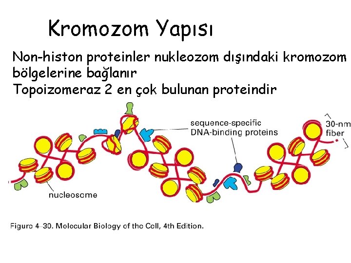 Kromozom Yapısı Non-histon proteinler nukleozom dışındaki kromozom bölgelerine bağlanır Topoizomeraz 2 en çok bulunan