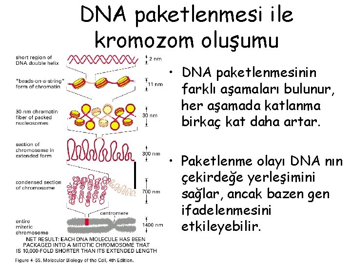 DNA paketlenmesi ile kromozom oluşumu • DNA paketlenmesinin farklı aşamaları bulunur, her aşamada katlanma DNA paketlenmesi ile kromozom oluşumu • DNA paketlenmesinin farklı aşamaları bulunur, her aşamada katlanma