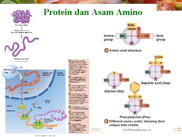 Protein dan Asam Amino © 2010 Pearson Education, Inc. 