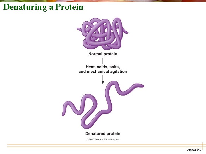 Denaturing a Protein Figure 6. 5 