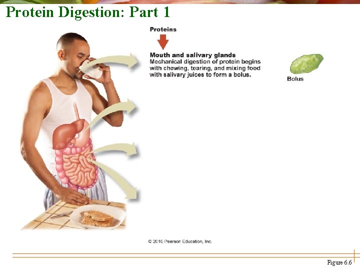 Protein Digestion: Part 1 Figure 6. 6 