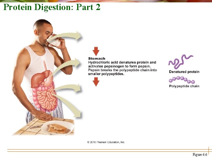 Protein Digestion: Part 2 Figure 6. 6 