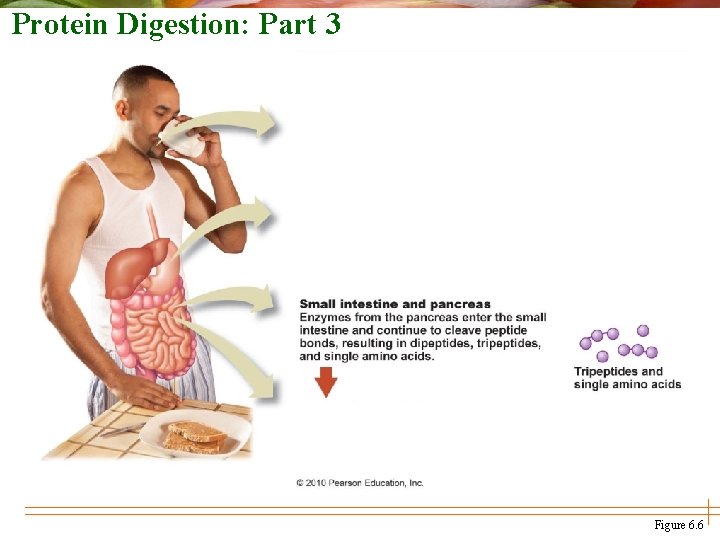 Protein Digestion: Part 3 Figure 6. 6 