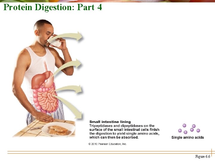 Protein Digestion: Part 4 Figure 6. 6 