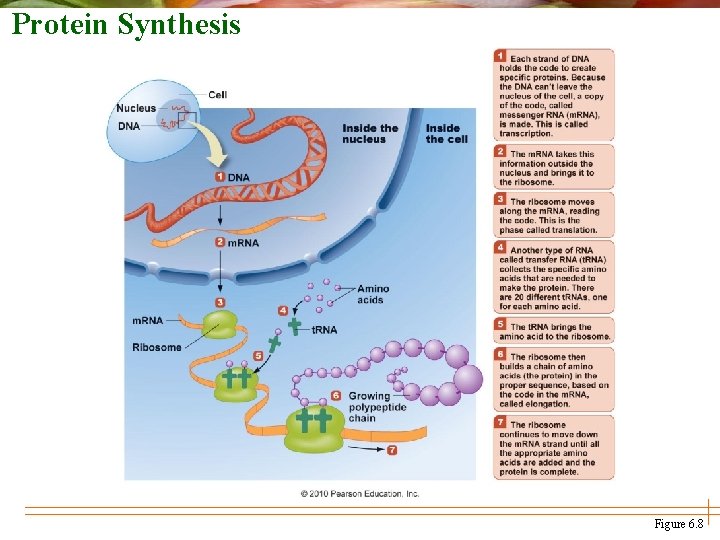 Protein Synthesis Figure 6. 8 