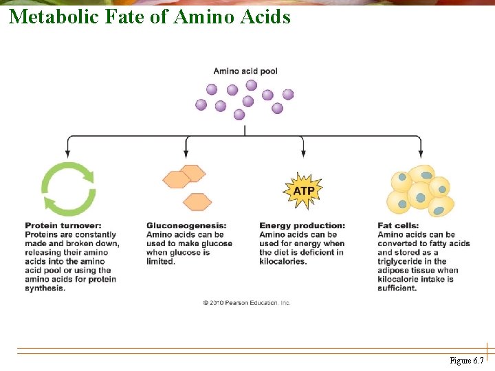 Metabolic Fate of Amino Acids Figure 6. 7 