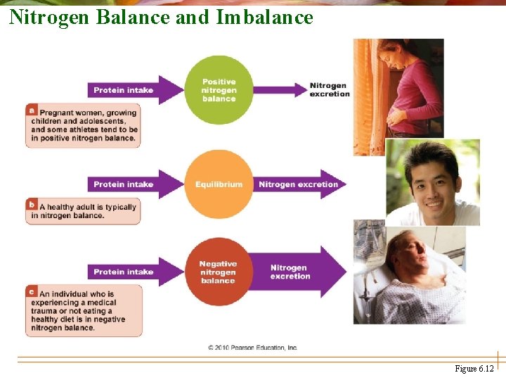 Nitrogen Balance and Imbalance Figure 6. 12 