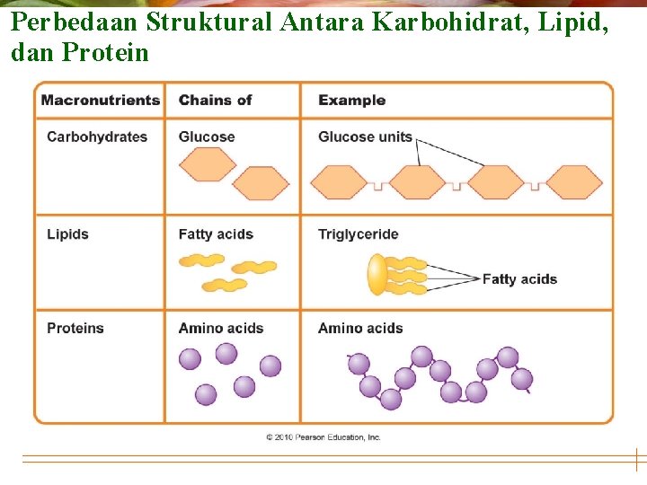 Perbedaan Struktural Antara Karbohidrat, Lipid, dan Protein 