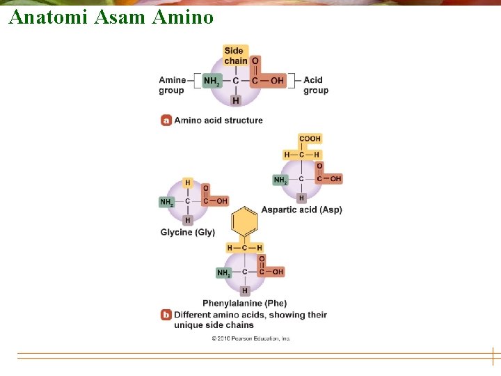 Anatomi Asam Amino 