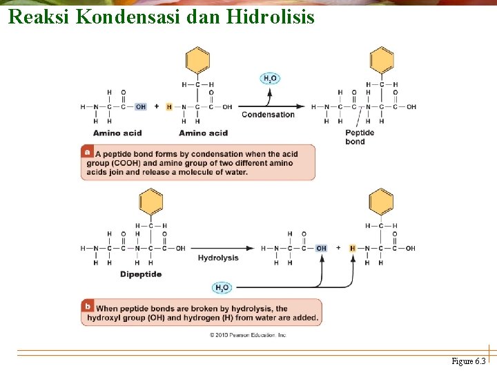 Reaksi Kondensasi dan Hidrolisis Figure 6. 3 