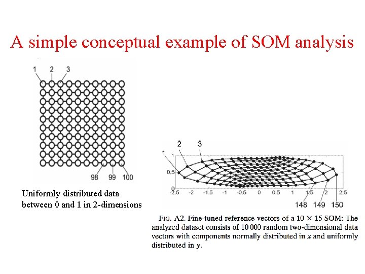 A simple conceptual example of SOM analysis Uniformly distributed data between 0 and 1