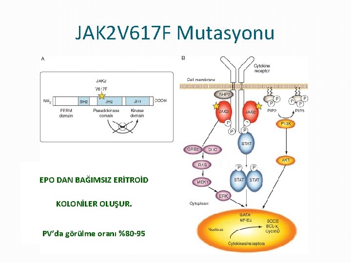 JAK 2 V 617 F Mutasyonu EPO DAN BAĞIMSIZ ERİTROİD KOLONİLER OLUŞUR. PV’da görülme