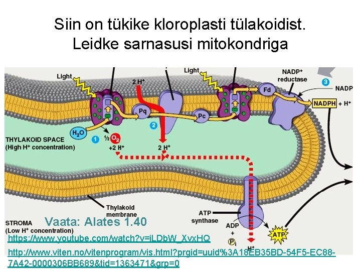 Siin on tükike kloroplasti tülakoidist. Leidke sarnasusi mitokondriga Vaata: Alates 1. 40 https: //www.