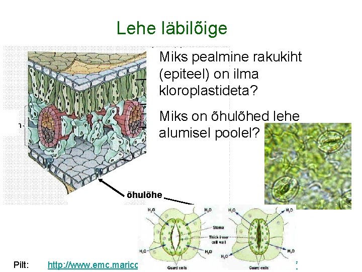 Lehe läbilõige Miks pealmine rakukiht (epiteel) on ilma kloroplastideta? Miks on õhulõhed lehe alumisel