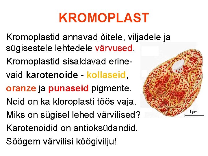 KROMOPLAST Kromoplastid annavad õitele, viljadele ja sügisestele lehtedele värvused. Kromoplastid sisaldavad erinevaid karotenoide -