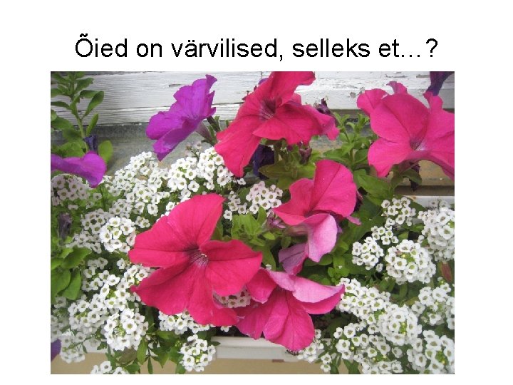 Õied on värvilised, selleks et…? 