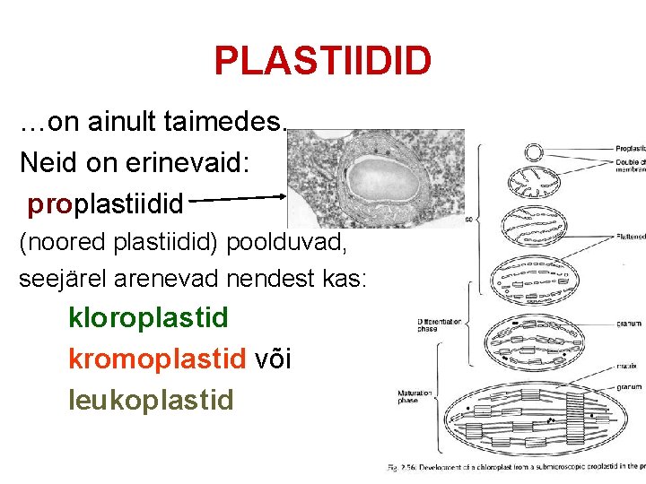 PLASTIIDID …on ainult taimedes. Neid on erinevaid: proplastiidid (noored plastiidid) poolduvad, seejärel arenevad nendest