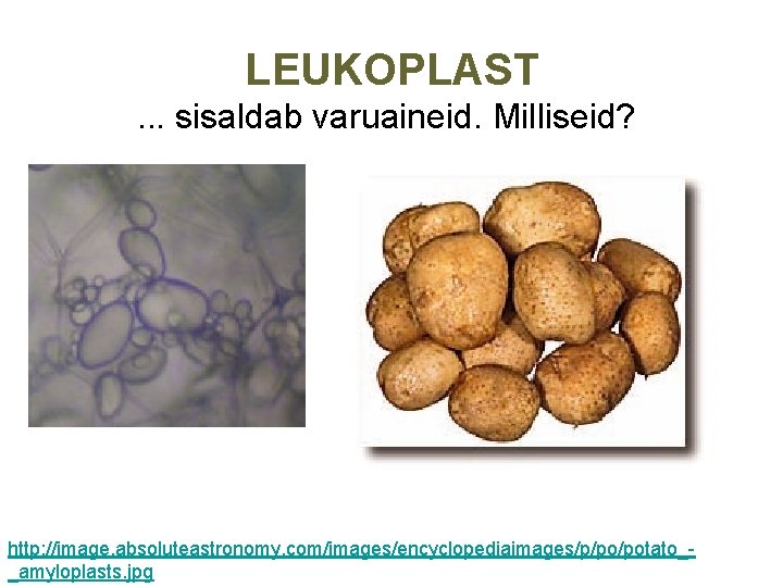  LEUKOPLAST. . . sisaldab varuaineid. Milliseid? http: //image. absoluteastronomy. com/images/encyclopediaimages/p/po/potato__amyloplasts. jpg 