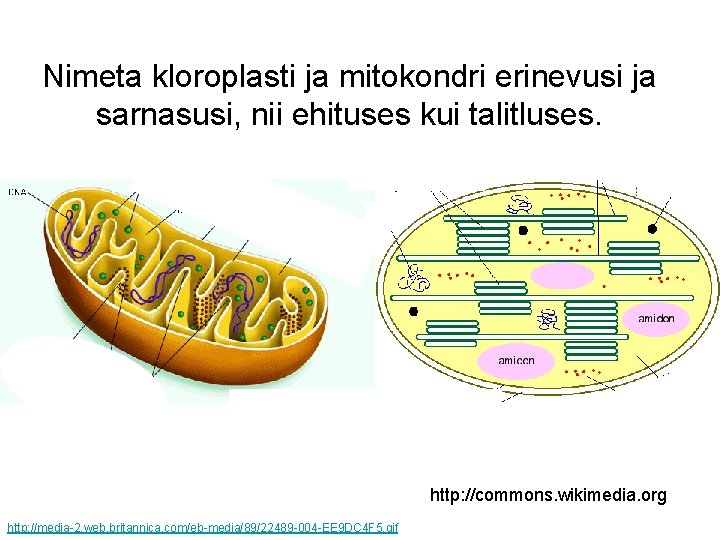 Nimeta kloroplasti ja mitokondri erinevusi ja sarnasusi, nii ehituses kui talitluses. http: //commons. wikimedia.