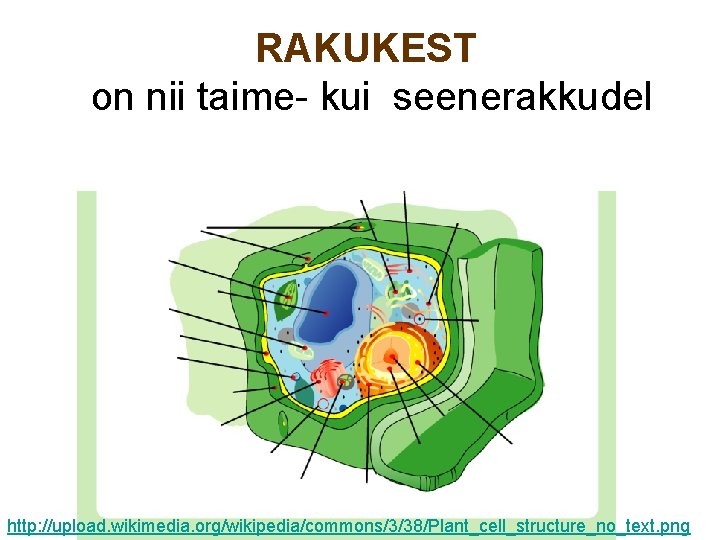 RAKUKEST on nii taime- kui seenerakkudel http: //upload. wikimedia. org/wikipedia/commons/3/38/Plant_cell_structure_no_text. png 