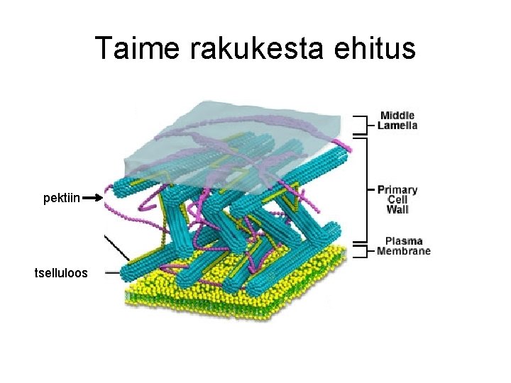 Taime rakukesta ehitus pektiin tselluloos 