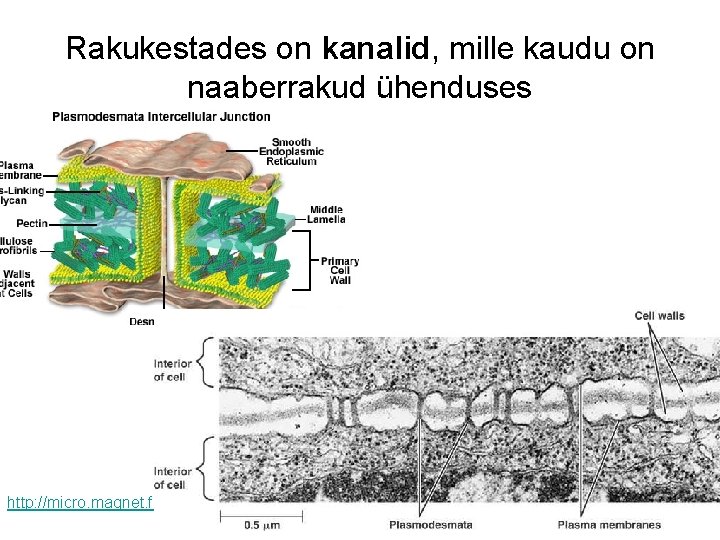 Rakukestades on kanalid, mille kaudu on naaberrakud ühenduses http: //micro. magnet. fsu. edu/cells/plants/plasmodesmata. html