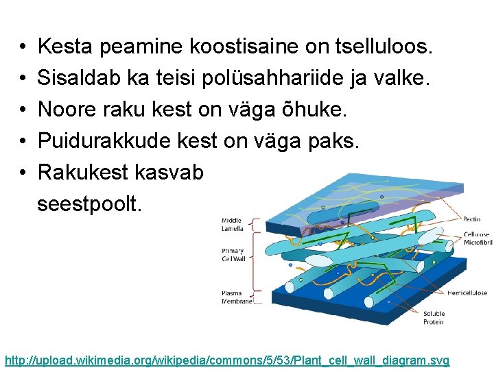  • Kesta peamine koostisaine on tselluloos. • Sisaldab ka teisi polüsahhariide ja valke.