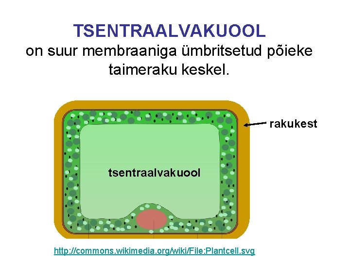 TSENTRAALVAKUOOL on suur membraaniga ümbritsetud põieke taimeraku keskel. rakukest tsentraalvakuool http: //commons. wikimedia. org/wiki/File: