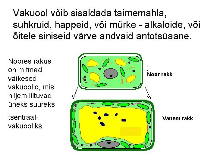 Vakuool võib sisaldada taimemahla, suhkruid, happeid, või mürke - alkaloide, või õitele siniseid värve