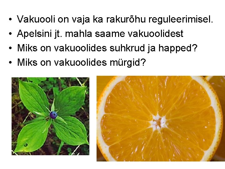  • • Vakuooli on vaja ka rakurõhu reguleerimisel. Apelsini jt. mahla saame vakuoolidest