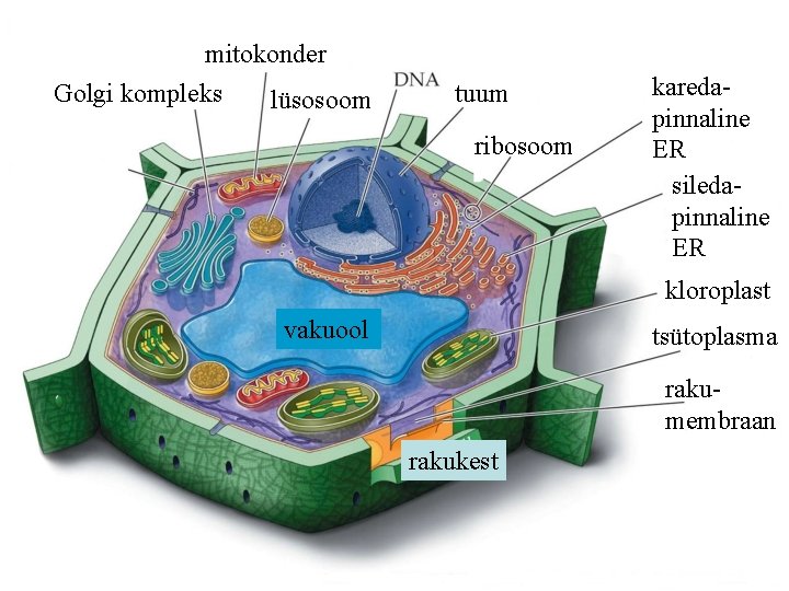 mitokonder Golgi kompleks lüsosoom tuum ribosoom karedapinnaline ER siledapinnaline ER kloroplast vakuool tsütoplasma rakumembraan