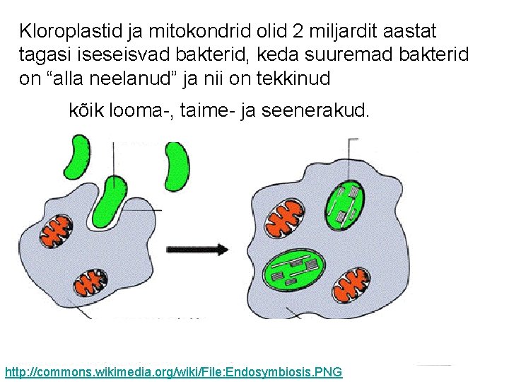 Kloroplastid ja mitokondrid olid 2 miljardit aastat tagasi iseseisvad bakterid, keda suuremad bakterid on