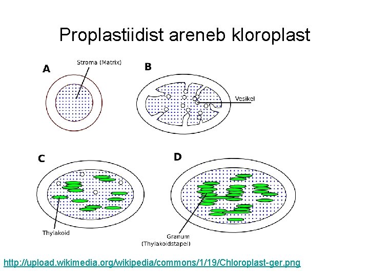 Proplastiidist areneb kloroplast http: //upload. wikimedia. org/wikipedia/commons/1/19/Chloroplast-ger. png 