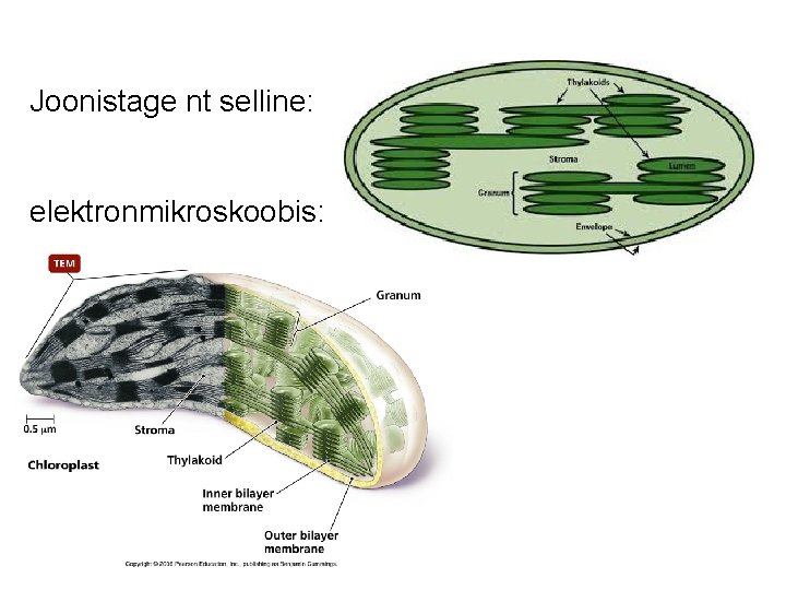 Joonistage nt selline: elektronmikroskoobis: 