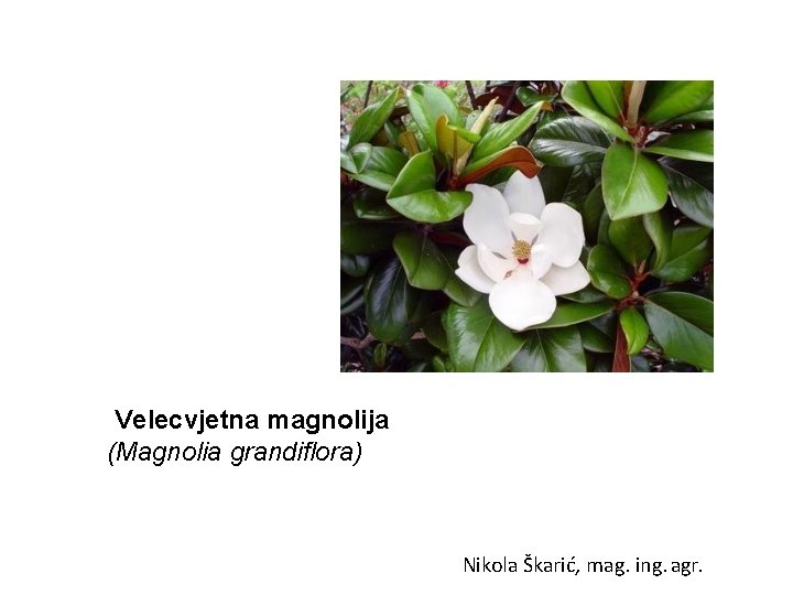 Velecvjetna magnolija (Magnolia grandiflora) Nikola Škarić, mag. ing. agr. 