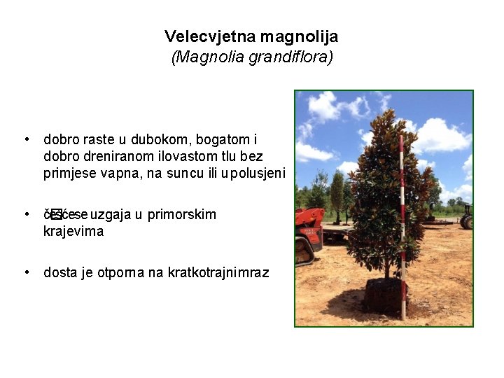 Velecvjetna magnolija (Magnolia grandiflora) • dobro raste u dubokom, bogatom i dobro dreniranom ilovastom