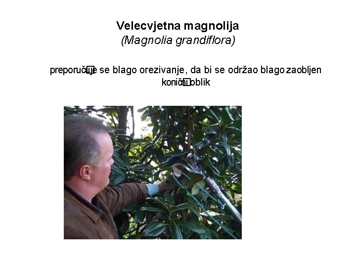 Velecvjetna magnolija (Magnolia grandiflora) preporuč� uje se blago orezivanje, da bi se održao blago