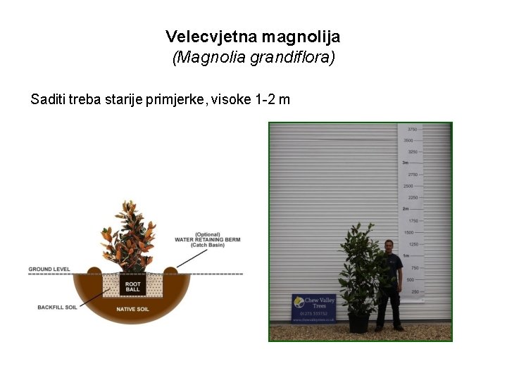Velecvjetna magnolija (Magnolia grandiflora) Saditi treba starije primjerke, visoke 1 -2 m 